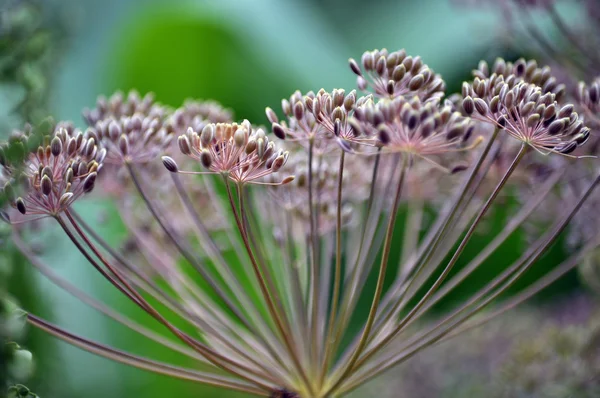 Parasol z nasion kopru włoskiego Garden_7 — Zdjęcie stockowe