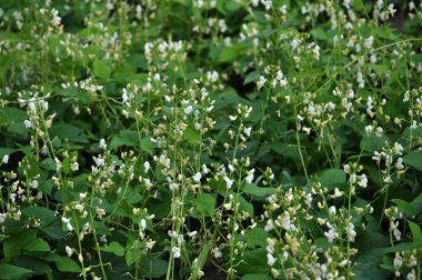 Beyaz beans_2 çiçek