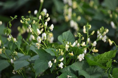 Beyaz beans_8 çiçek