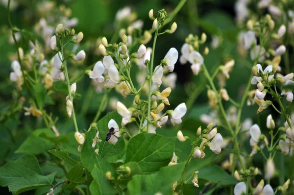 Kvete bílými beans_4 — Stock fotografie