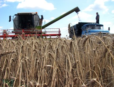 Kış etti wheat_3 birleştirmek