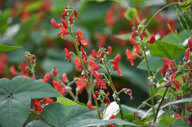 Çiçekli Kırmızı beans_4