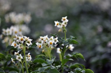 İyi düzenlenmiş potatoes_6 çiçekli