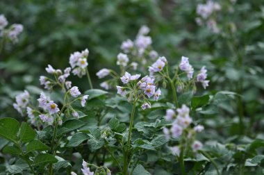 İyi düzenlenmiş potatoes_2 çiçekli