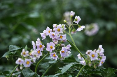 İyi düzenlenmiş potatoes_9 çiçekli