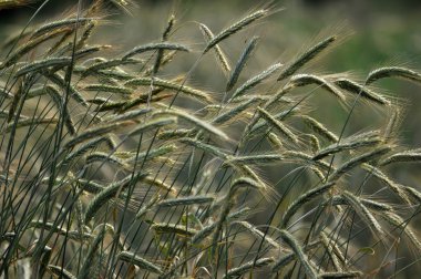 Field_2 yeşil çavdar