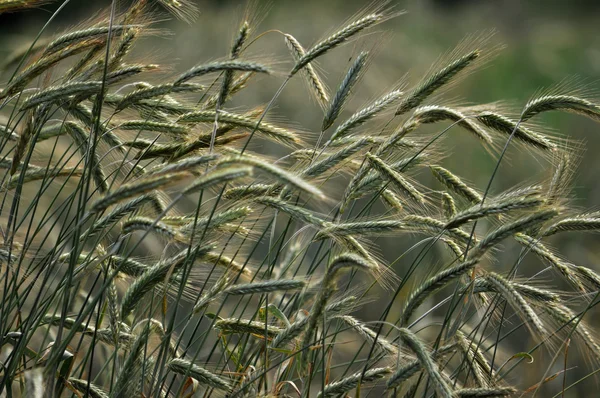 Green rye in the field_2 — Stock Photo, Image
