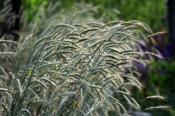 Green rye in the field_7 — Stock Photo, Image