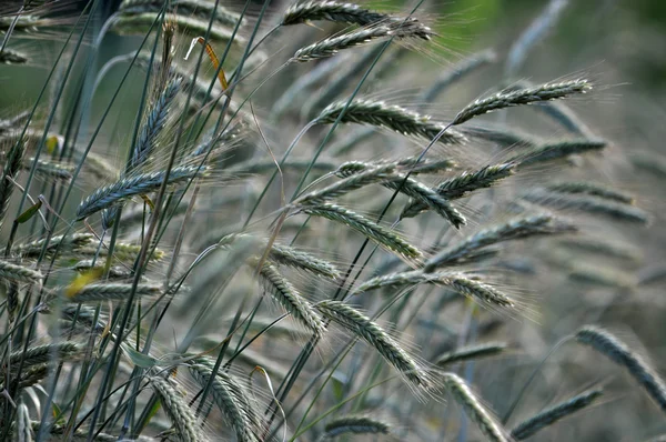 Zelené žito v field_8 — Stock fotografie