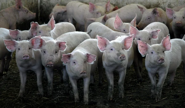 Herd of Young domestic pigs — Stock Photo, Image