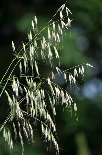 Hafersaat von reifen Ähren _ 6 — Stockfoto