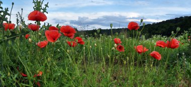 Kırmızı haşhaş field_2