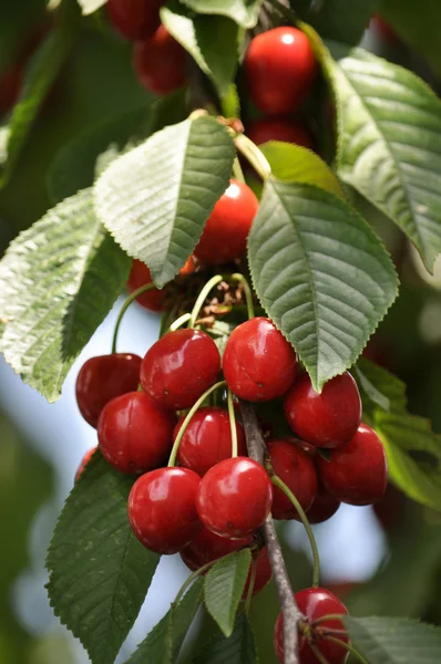 풍부한 과일 cherries_2 — 스톡 사진