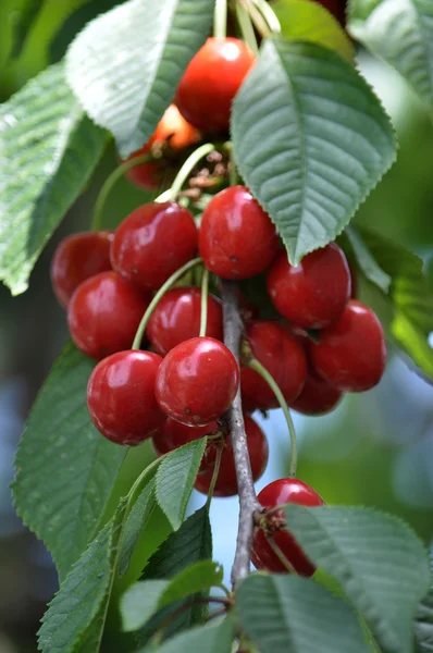 풍부한 과일 cherries_4 — 스톡 사진