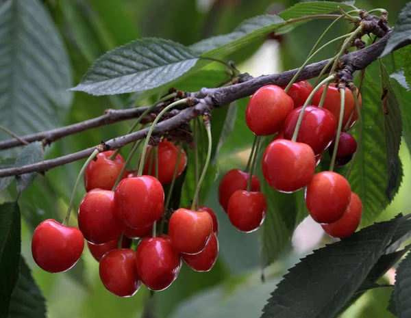 Riklig frukt cherries_6 — Stockfoto