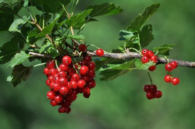 Kırmızı kuş üzümü berries_2 demet