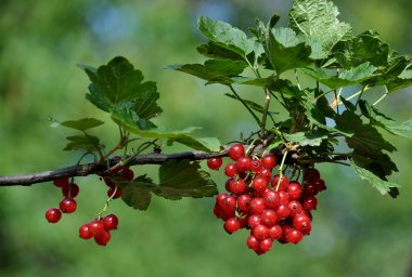 Kırmızı kuş üzümü berries_5 demet