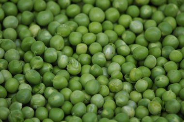 Fındık genç bezelye seed_2_3