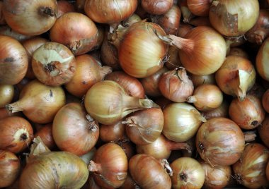 Olgun soğan sebze
