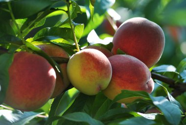 Olgun şeftali fruit_3