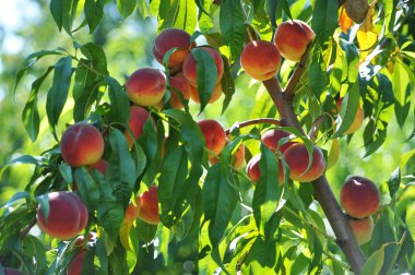 Olgun şeftali fruit_4