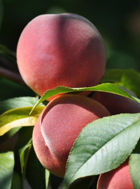 Olgun şeftali fruit_8