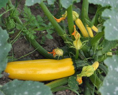 Arazi üzerinde sarı kabak