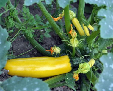 Arazi üzerinde sarı kabak