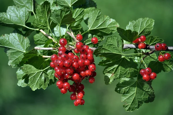 Kırmızı kuş üzümü berries_3 demet — Stok fotoğraf