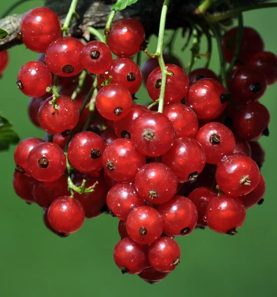 Bunch of red currants berries _ 7 — стоковое фото