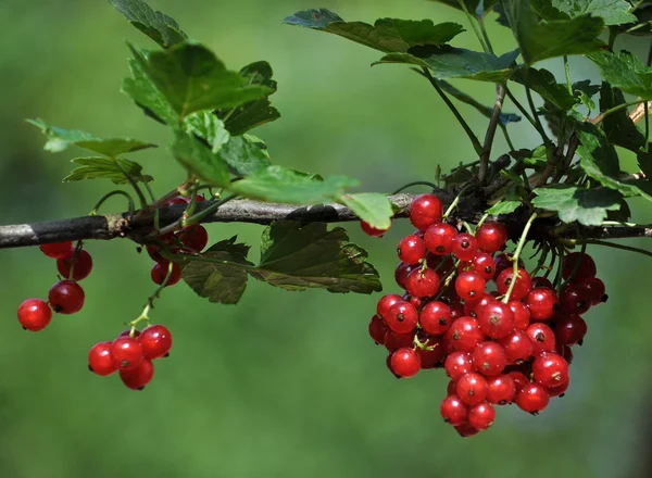 Bunch of red currants berries _ 4 — стоковое фото