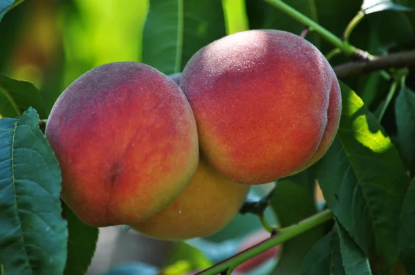 Ripe peach fruit_5 — Stock Photo, Image