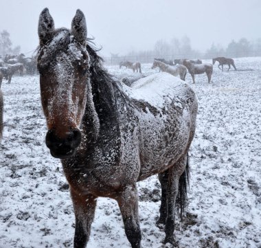 Kar blizzard_12 atları