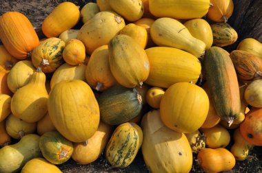 Sonbahar kabak harvest_2 aldı