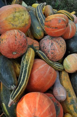 Sonbahar kabak harvest_7 aldı