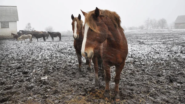 Pferde im Schneesturm _ 5 — Stockfoto