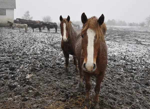 Pferde im Schneesturm _ 3 — Stockfoto
