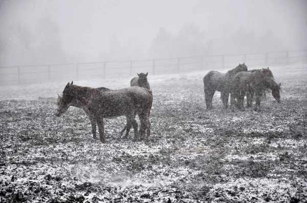 Pferde im Schneesturm _ 7 — Stockfoto
