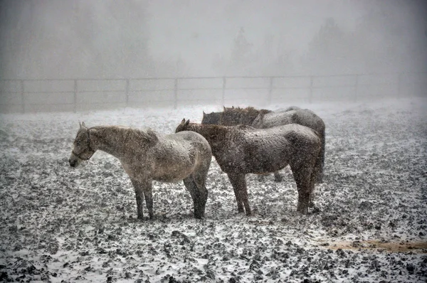 Pferde im Schneesturm _ 9 — Stockfoto