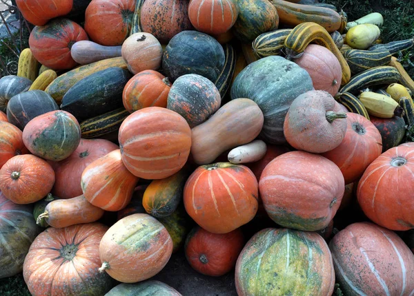 Picked autumn pumpkin harvest — Stock Photo, Image