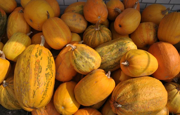 Recogido otoño calabaza cosecha _ 6 Fotos de stock