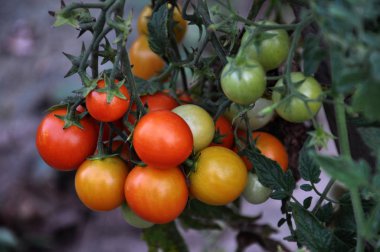 Olgun kırmızı tomatoes_5 demet