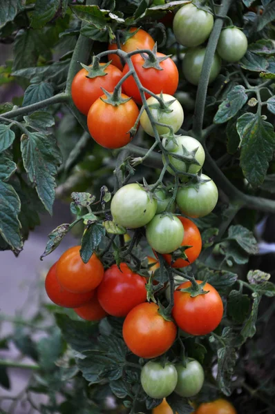 Bund reifer roter Tomaten _ 3 — Stockfoto