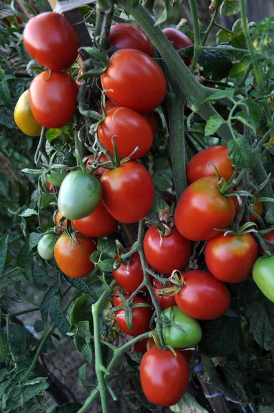 Ramo de tomates rojos maduros — Foto de Stock