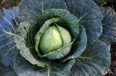 Geç varieties_2 baş lahana