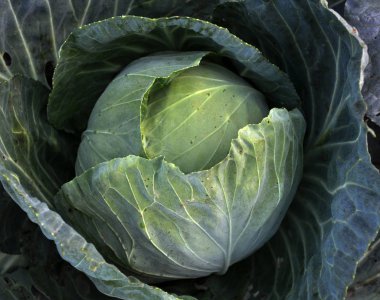 Geç varieties_3 baş lahana