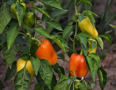 Tatlı biber Vegetable_3