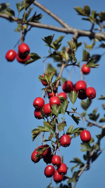 Aubépine rouge sur un buisson — Photo