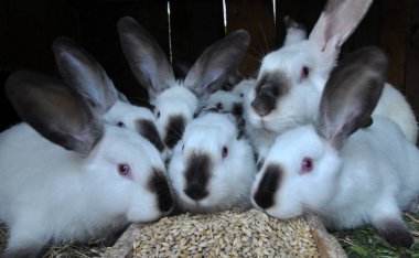 Genç tavşan doğurmak Californian_2