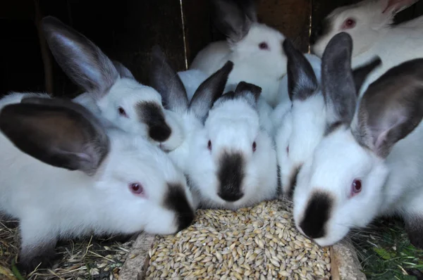 Los conejos jóvenes crían Californian _ 5 — Foto de Stock